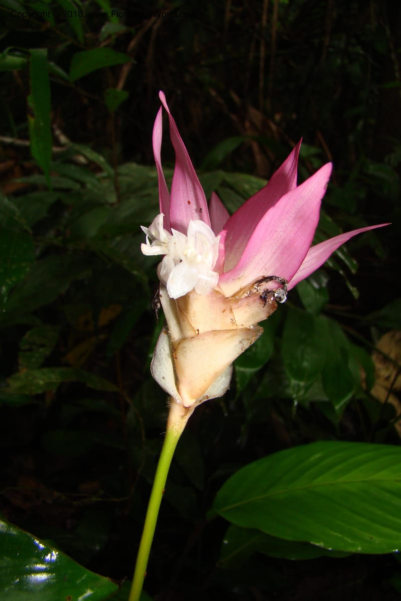 Calathea, R. Vasquez 34907--Peru. Loreto. Dto. Parinari. Tacshacocha. R. Samiria. 14 Nov 08. 057.jpg