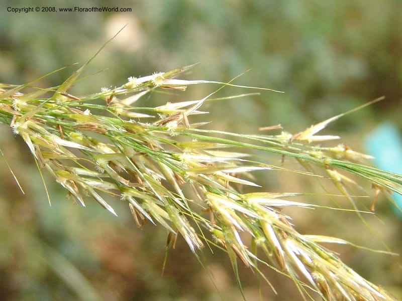 Stipa calamagrostis, S.43.1786--France. Paris. Jardin des Plantes. 4 Sep 07. 315.jpg