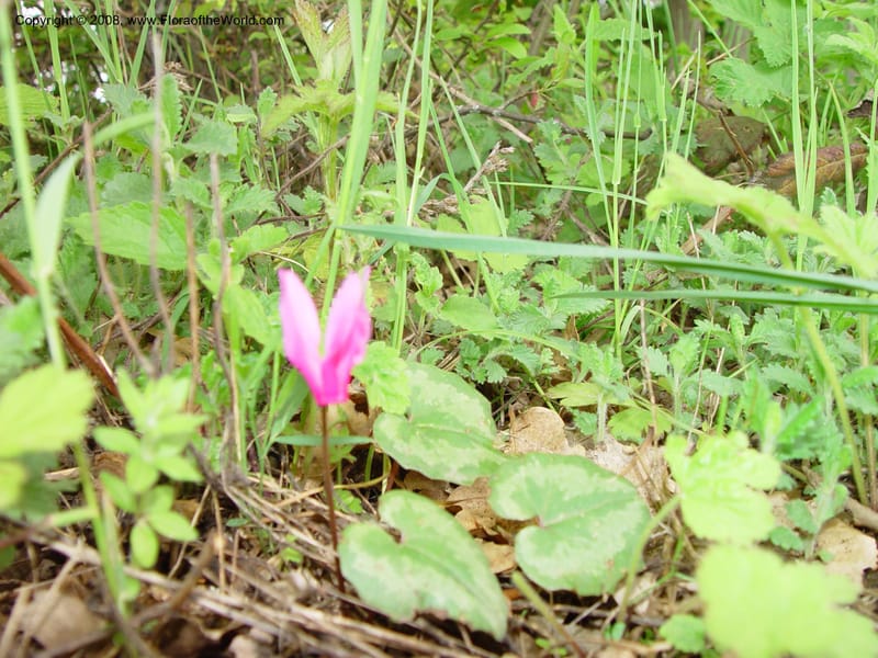 Cyclamen repandum--Italy. Abruzzo. Roccamorice, Eremi di San Bartolome. 10 May 02. 047.jpg