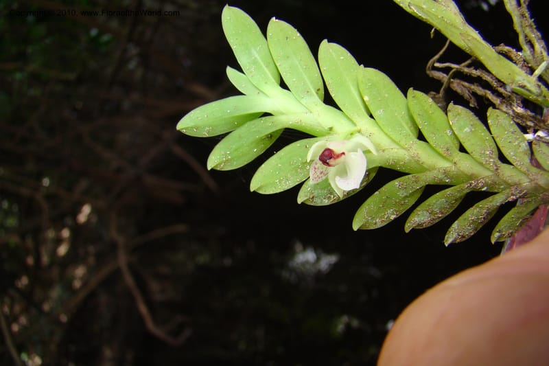 Dichaea, RVasquez34967--Peru. Loreto. Dto. Parinari. Atun Cocha. R. Samiria. 15 Nov 08. 645.jpg