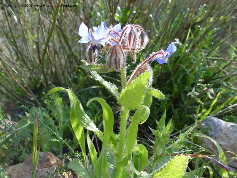 Borago officinalis--Spain. Andalucia. E of Orgiva. Barranco de los Lobos. 14 Apr 04. 065.jpg