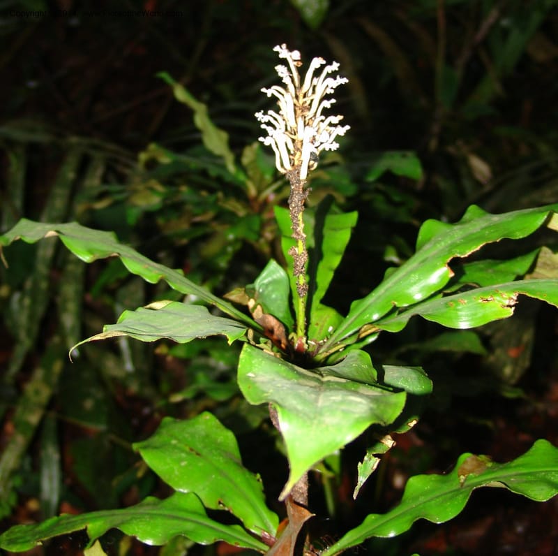 Palisota ambigua, MLeal 1011--Gabon. Prov. Estuaire. Mondah For., Cap. Esterias. 11 Apr 06. 009 (5).jpg