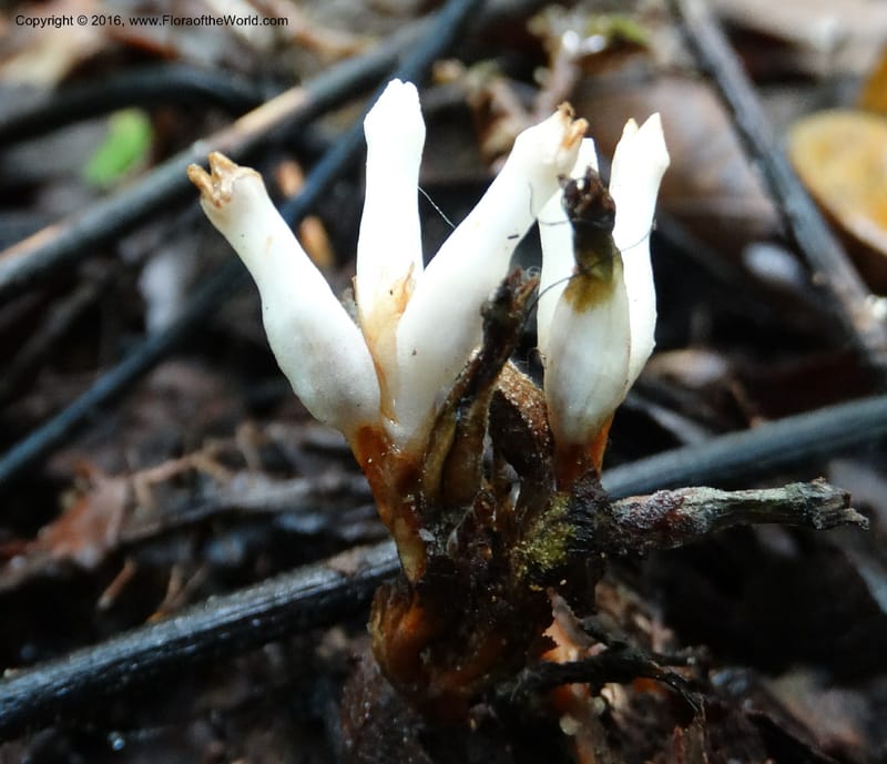 Gymnosiphon, Davidson, C 12931--Sabah. Kinabalu Nat. Park. Nalumad Substesen. 29 Mar 2015. DSC01294 (47).JPG
