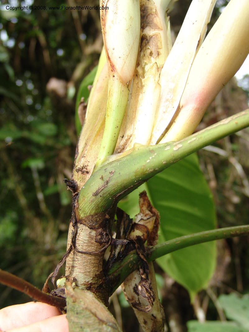 Philodendron clarkei, Croat95272--Ecuador. Prov. Pichincha. Tinalandia. 24 Feb 05. 232.jpg