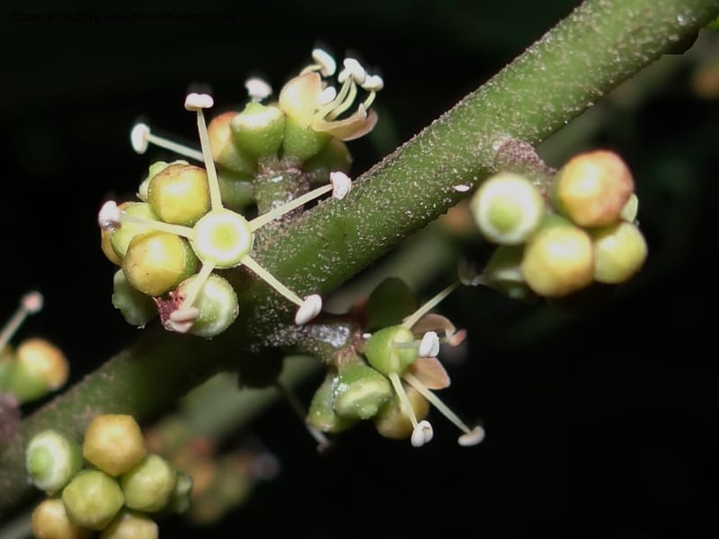Schefflera bipalmatifolia, SAN.153212--Malaysia, Sabah. Mt. Kinabalu. 5 Apr 2012. DSC06767 (124).JPG