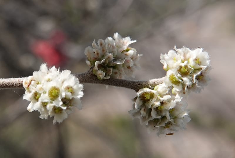 Rhus microphylla, C. Davidson 13990--AZ. Cochise Co. Hwy 80 SE of Tombstone. 9 April 2019. DSC07192 (16).JPG
