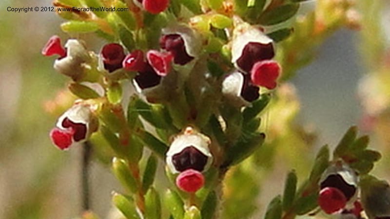 Erica aristata, N. Manjato 178--Madagascar. E of Ambositra toward Antoetra. 2 May 2010 182 (6).jpg