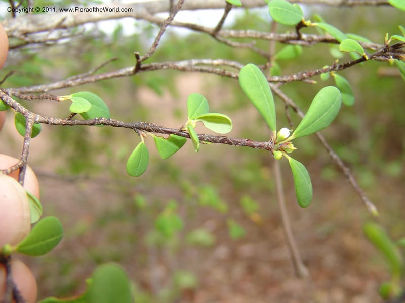 Erythroxylum, ROR1534--Madag. Prov. Antsir. Sahafary, Andranomadiro. 7 Nov 06. 477.jpg