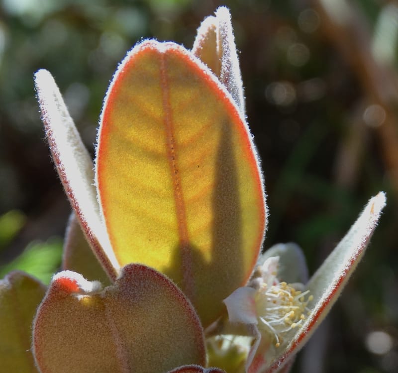 Gossia alaternoides, Callmander, M 1273--New Caledonia. PinPin. 20 Nov 2015. DSC03938 (361).JPG