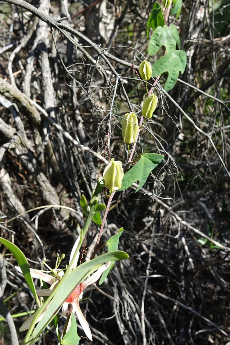 Passiflora aurantia, Davidson, C 13330--Australia. Qld. Jacob's Well. 16 Oct 2016. DSC02498 (96).JPG