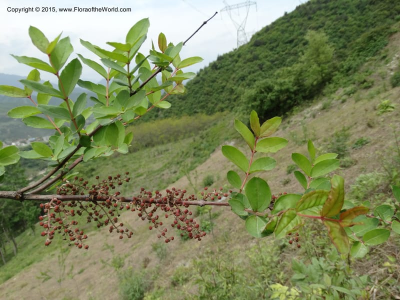 Coriaria nepalensis, Boufford, D 43590--China. Sichuan. Tudiling Tunnel. 6 May 2014. DSC03860 (113).JPG