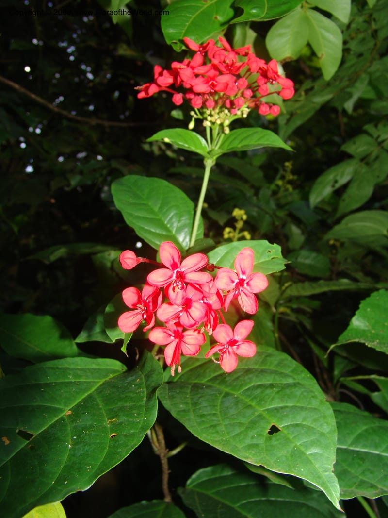 Clerodendrum splendens--Cameroon. Limbe Garden 12 Oct 04. 190.jpg