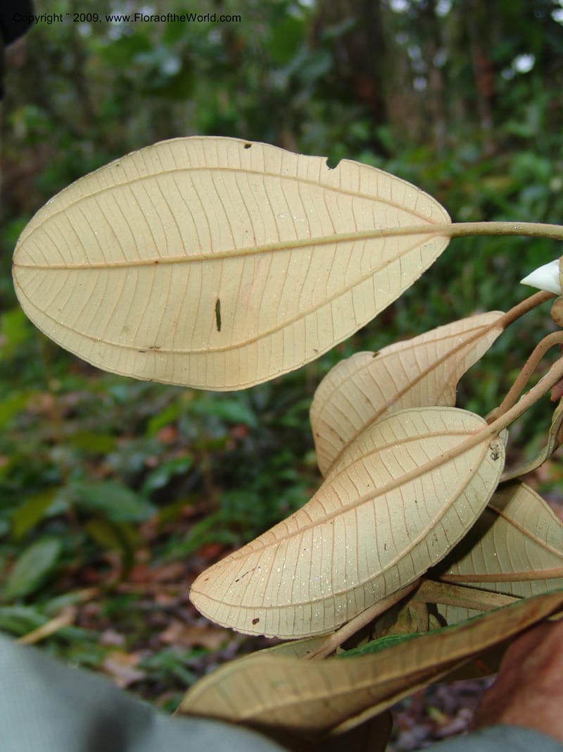Blakea, DNeill15917--Ecuador. Prv. Zam. Ch. C del Condor. Wawaime plot. 22 Sep 07. 438.jpg