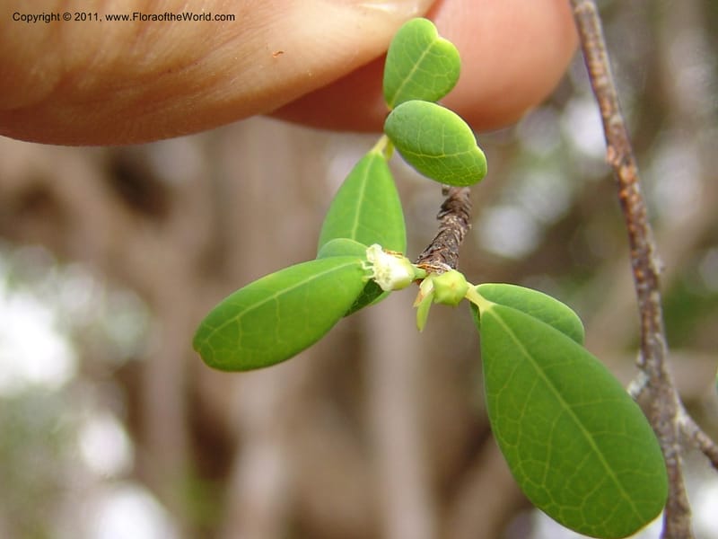 Erythroxylum, ROR1534--Madag. Prov. Antsir. Sahafary, Andranomadiro. 7 Nov 06. 478.jpg