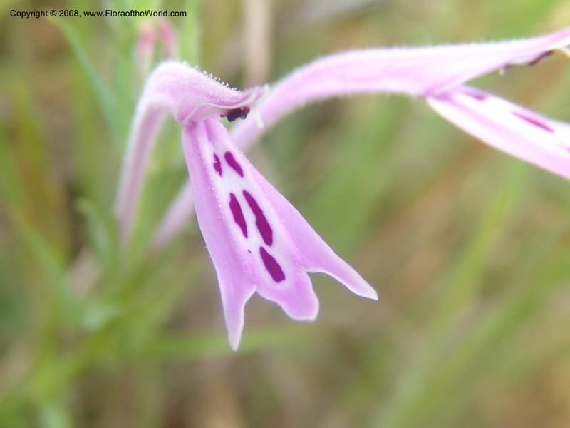 Siphonoglossa linifolia--So.Africa. Mpumal. Moodie Mts.  18 Mch 05. 086.jpg