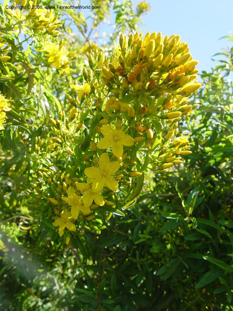 Hypericum canariense, 1999.00564--Spain. Barcelona Bot. Gard. 19 Apr 04. 025.jpg