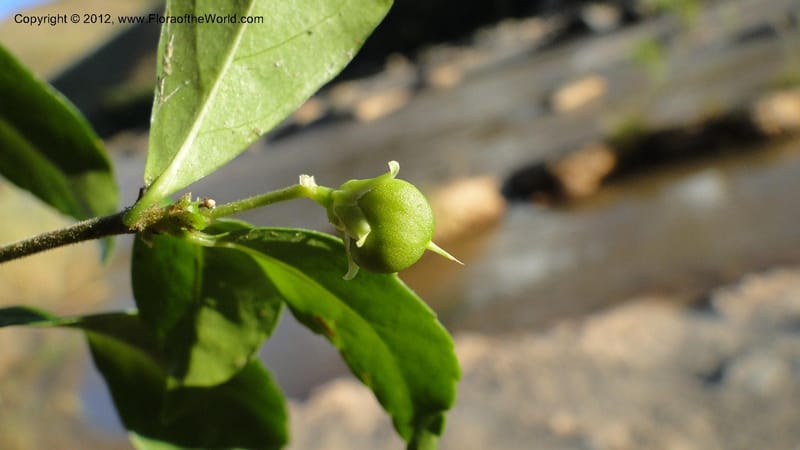 Rinorea angustifolia, N. Manjato 151--Madagascar. Mania River. 1 May 2010 159 (19).jpg