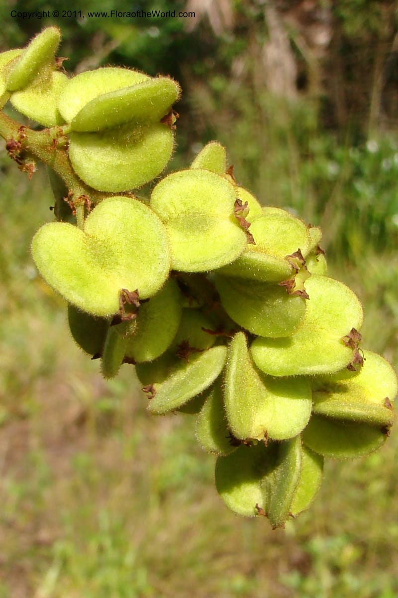 Gouania myriocarpa, Razafindraibe 210--Madagascar. Prov. Fianarantsoa. RN 12. 14 Jan 09. 285.jpg