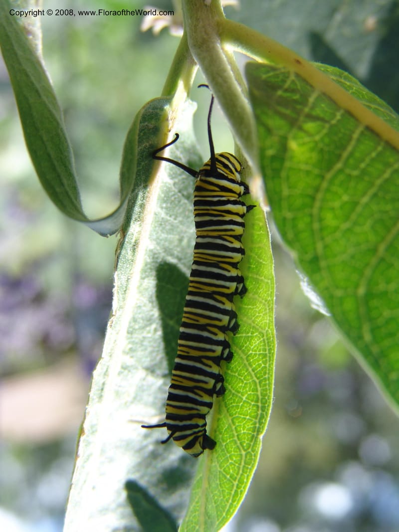 Monarch on Asclepias speciosa with monarch caterpillar--AZ.  Arboretum at Flagstaff. 3 Sep 04.  009.jpg