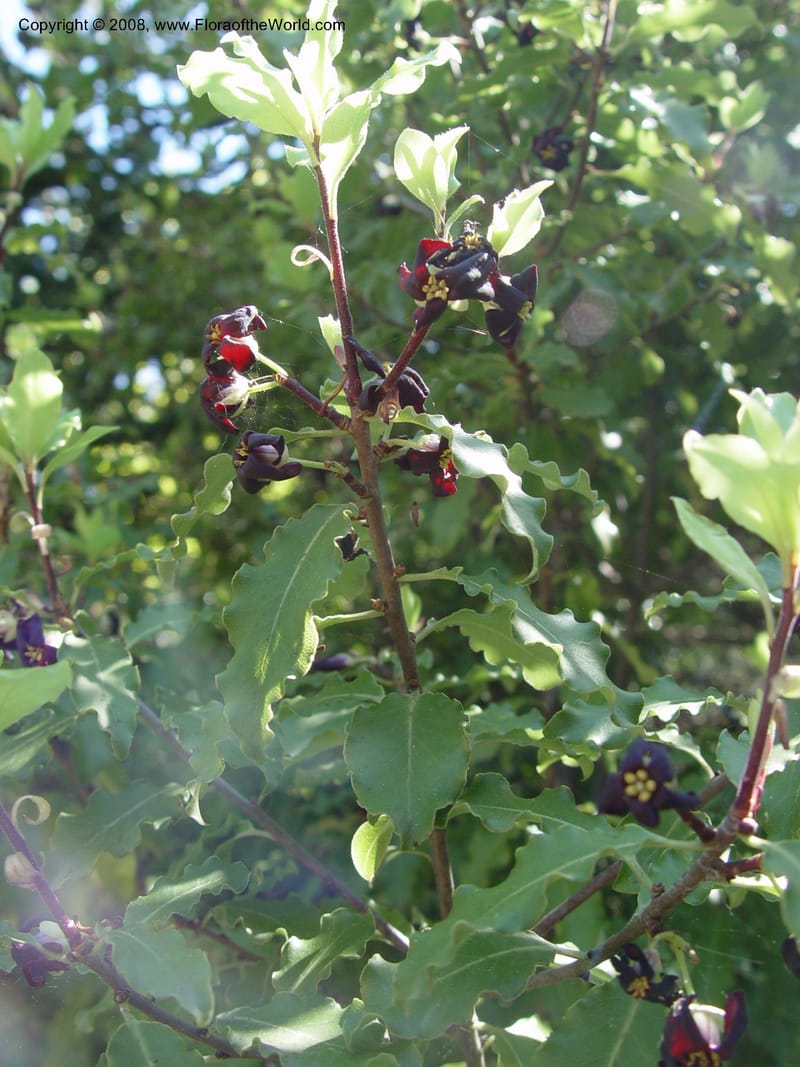 Pittosporum tenuifolium--Spain. Blanes. Marimurtra Bot. Gard. 24 Apr 04. 101.jpg