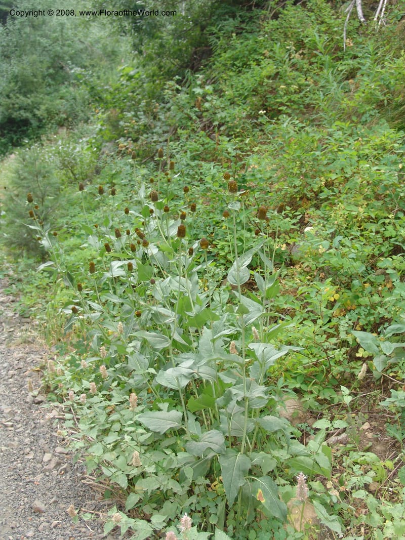 Rudbeckia occidentalis, CDavidson11111--ID. Adams Co. For. Serv. Rd. 453, to Goose Lk. 20 Jul 07. 094.jpg