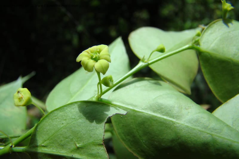 Sauropus, Regalado 1753--Viet Nam. Thua Thien Hue Prov. Phu Loc Distr. Bach Ma. 13 Apr 09. 416 (17).jpg