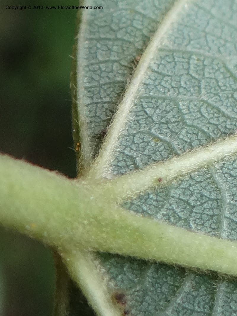 Alangium kurzii, Davidson, C 11972--China. Zhejiang Prov. Tian Mu Shan. 1 Jun 2012. DSC01264 (73).JPG