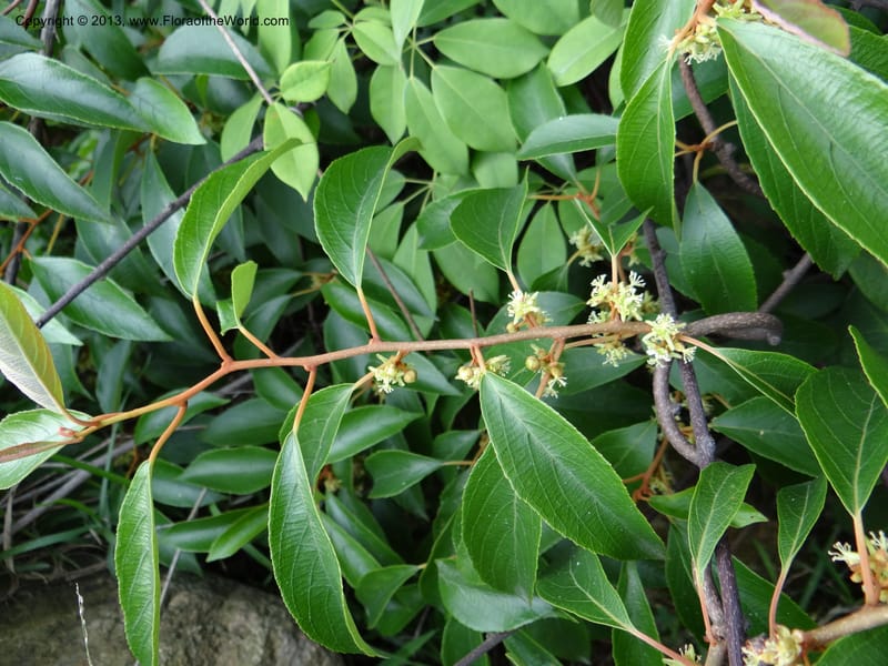 Actinidia lanceolata, Davidson, C 1205287--China. Zhejiang Prov. Shunxi Village. 28 May 2012. DSC00348 (102).JPG