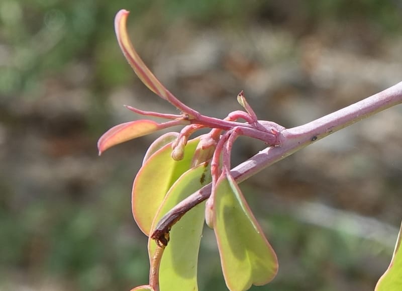 Ximenia americana, Nanyeni 1210--Namibia. C43 S of Opuwo. Odom 76. 21 Mar 2018. DSC02429 (88).JPG