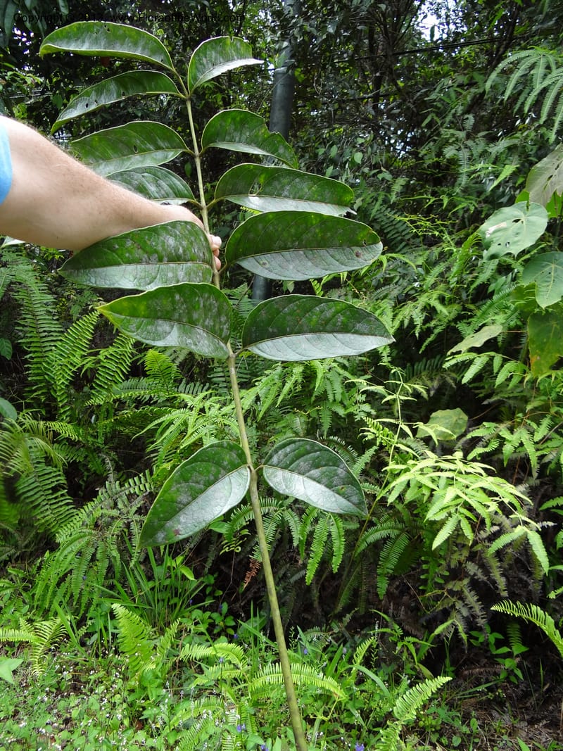 Aralia, SAN.153245--Malaysia, Sabah. Tawai For. Res. 9 Apr 2012. DSC07890 (91).JPG
