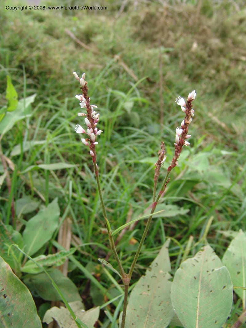 Polygonum--Tanzania. Hwy B1. Kifaru. 28 Jun 04. 132.jpg