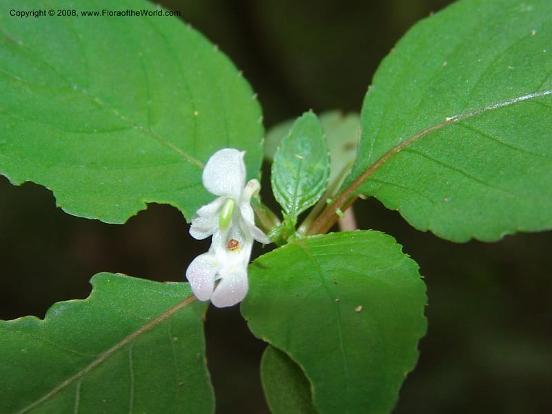 Impatiens, Z.Rogers842--Madag. Prov. Tuliar. Parc Nat. Zombitse.  13 Jan 06. 172.jpg