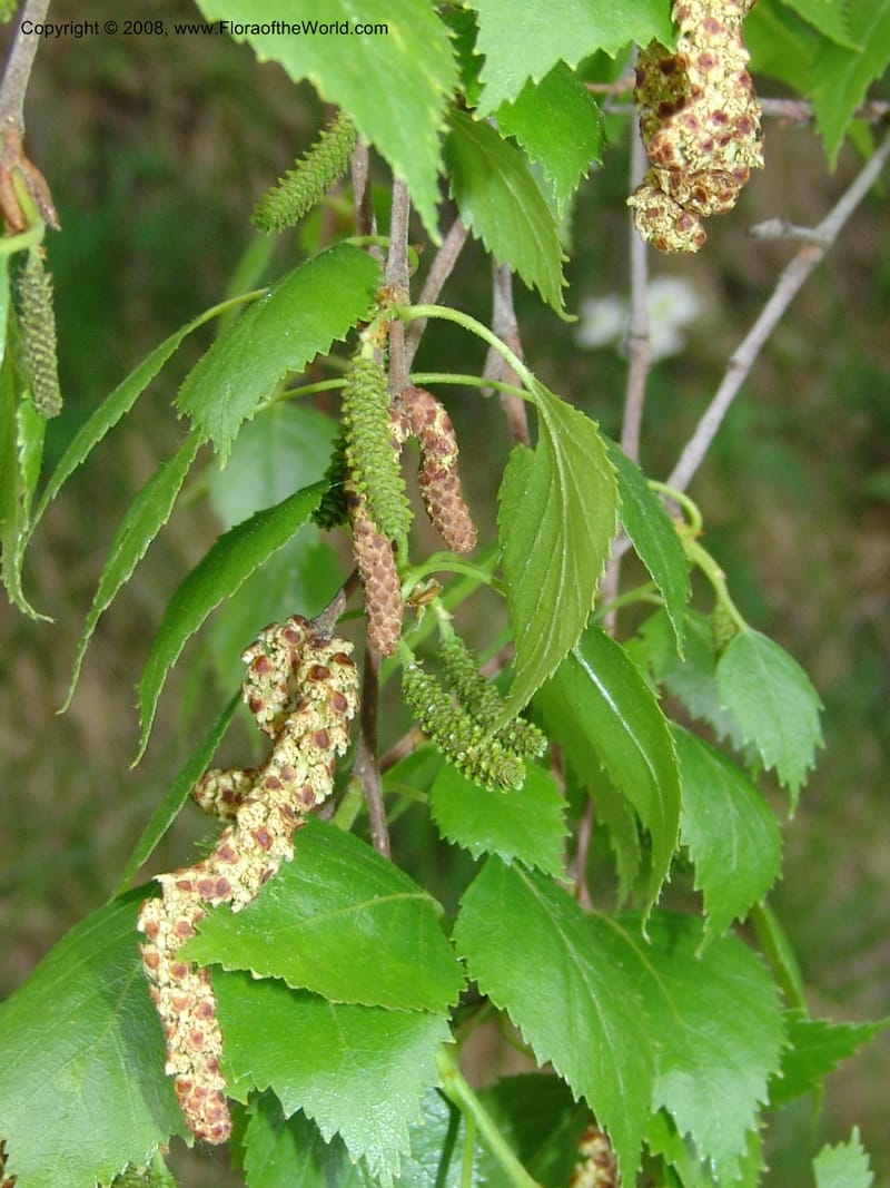 Betula litwinowii--Georgia. Kazbeki. Trail-road to Sameba Church. 2 Jun 05. 098.jpg