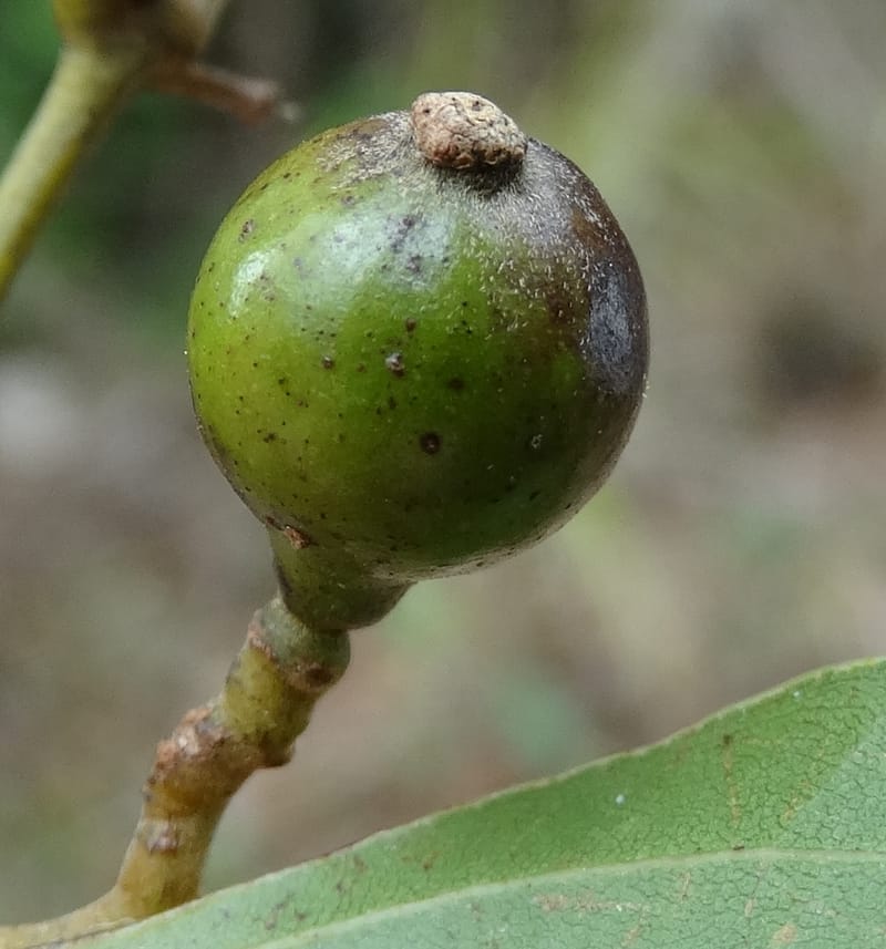 Cryptocarya, Lowry, P 7337--Fiji. Vesidrua Vill. 5 Nov 2015. DSC09215 (46).JPG