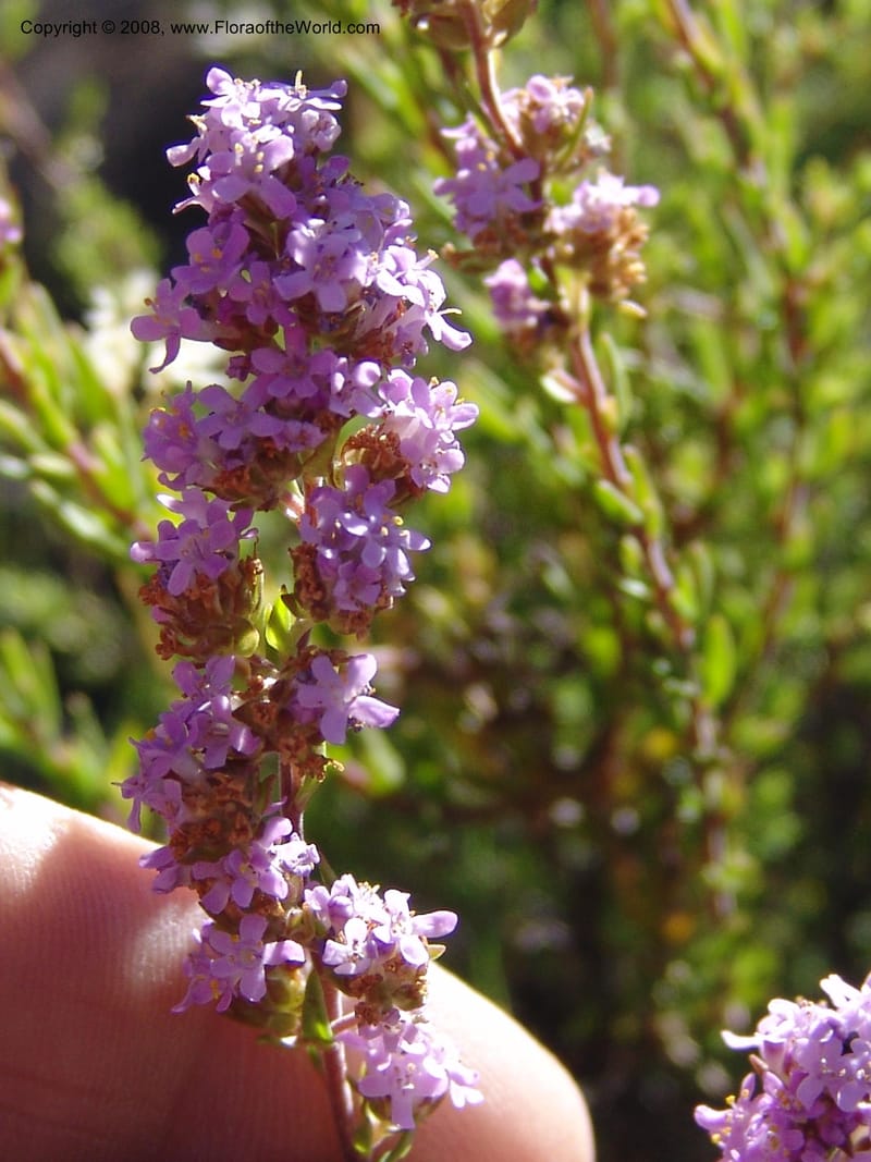 Selago galpinii--So.Africa. E. Cape. Joubert's Pass, SE of Lady Gray. 9 Mch 05. 022.jpg