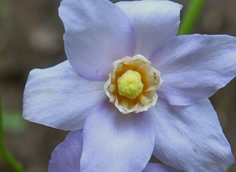 Ranzania japonica--Japan. Myoko Kenmin-no-mori. Hiuchiyama Trial. 27 May 2016.  (129).JPG