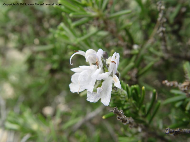 Rosmarinus officinalis--Cabo de Gata.  16 Apr 04. 270 (1).jpg
