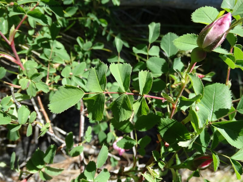Rosa nutkana, Davidson, C 12515--Idaho. Valley Co. Payette Lake, Sylvan Beach. 18 Jun 2014. DSC09162 (12).JPG