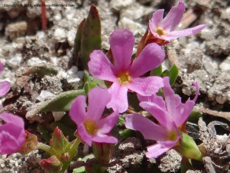 Douglasia, Davidson, C 12194--ID. Boise Co. Scott Mtn. Lookout Road. 18 Jun 2013. DSC06609 (75).JPG
