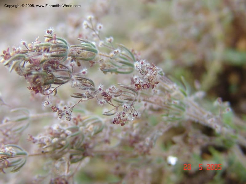 Galium graecum ssp graecum--Crete. Phenix trail, W of Loutro. 28 May 05.  018.jpg