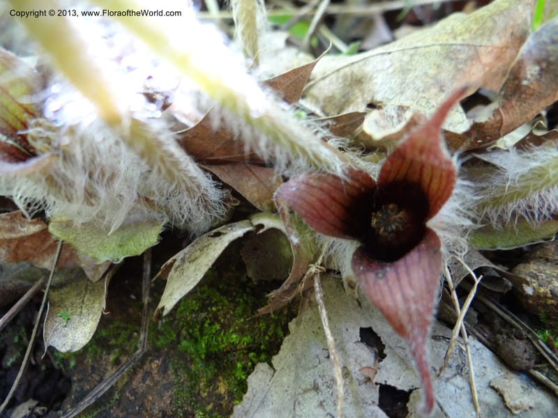 Asarum, Davidson, C 12133--Calif. Nevada Co. 19 Apr 2013. DSC03212 (5).JPG