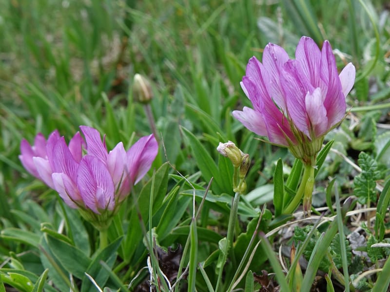 Trifolium alpinum, Davidson, C 13240--Switzerland. Furkapass. 1 Jul 2016. DSC06826 (596).JPG