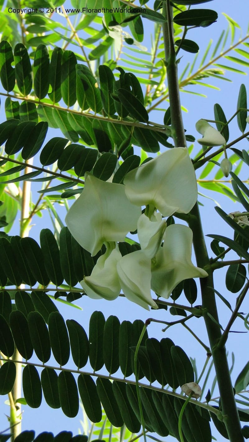 Sesbania grandiflora, Gereau--Tanzania. Univ. of Dar es Salaam. 9  May 2010 367 (20).jpg