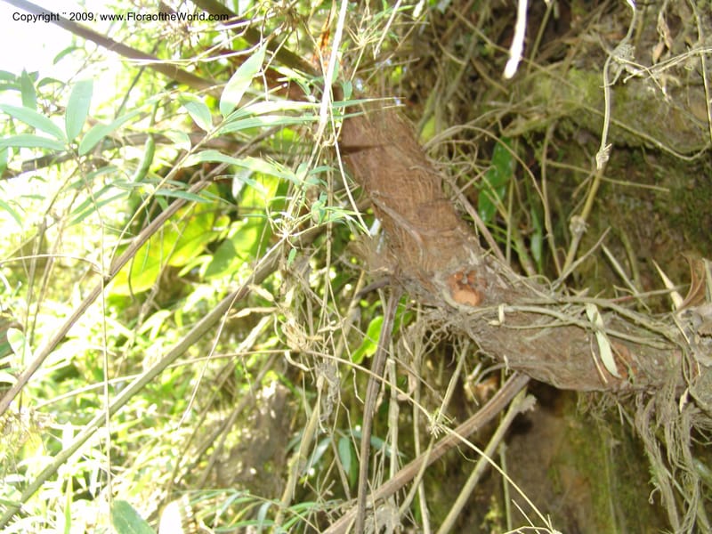 Anthurium--Croat93240.  Quito to Sto. Domingo. 12 Aug 04.  050.jpg