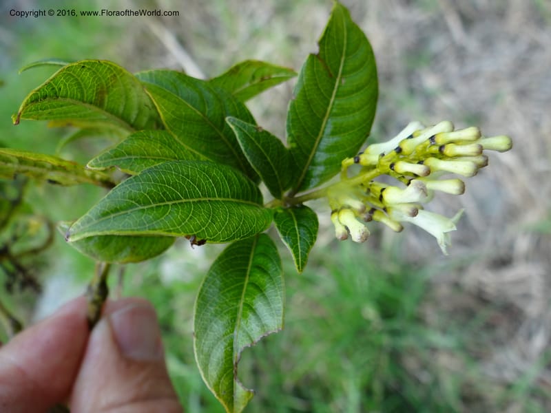 Psychotria, Ulloa, C 2246--Ecuador. Loja. El Tiro. 27 Sep 2012. DSC04675 (103).JPG