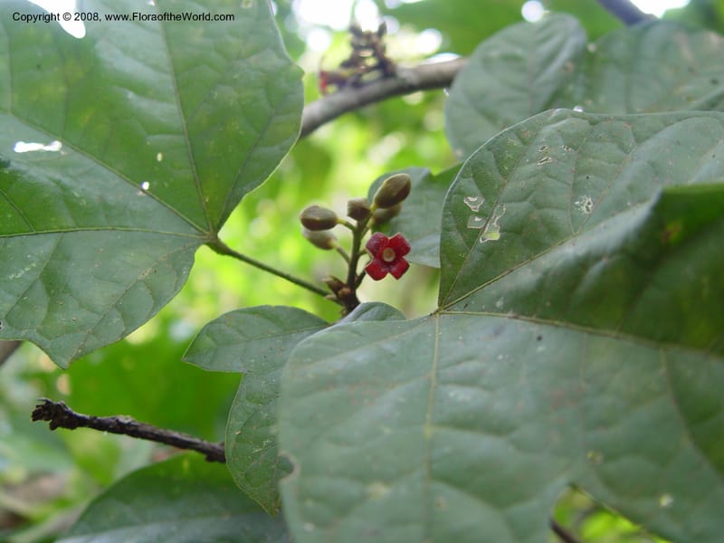 Cola milanii--Ghana. Aburi Botanic Garden. 11 Dec 03. 172.jpg
