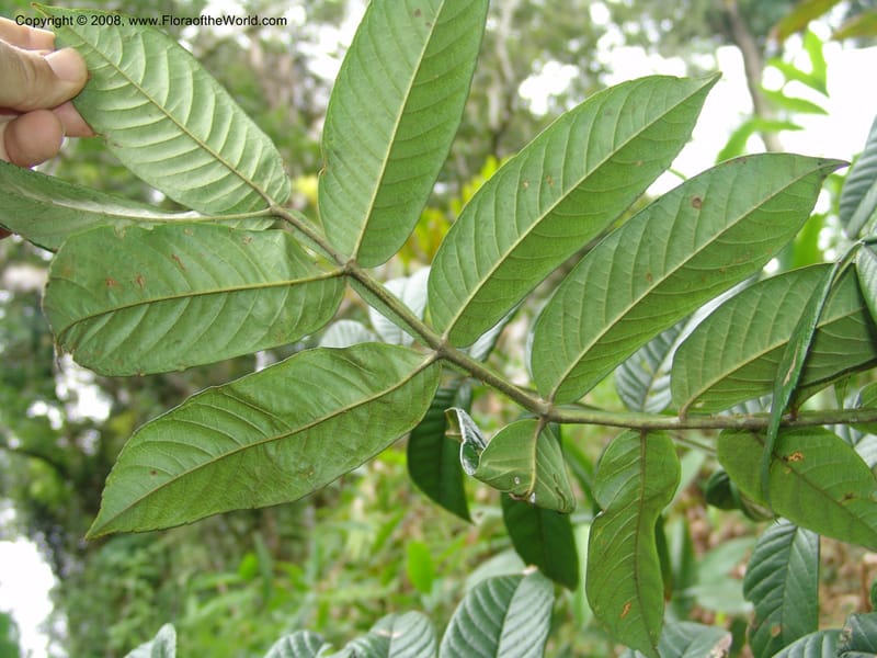 Bersama abyssinica ssp paulinioides, RGereau6880--Tanz. Nawenge For. Res., Mahenge. 20 Feb 06. 045.jpg