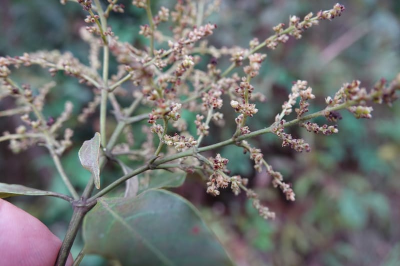Wendlandia ligustrina, D. Boufford 44129--China. Yunnan. Meizi Lake Park. 3 May 2018. DSC01424 (230).JPG