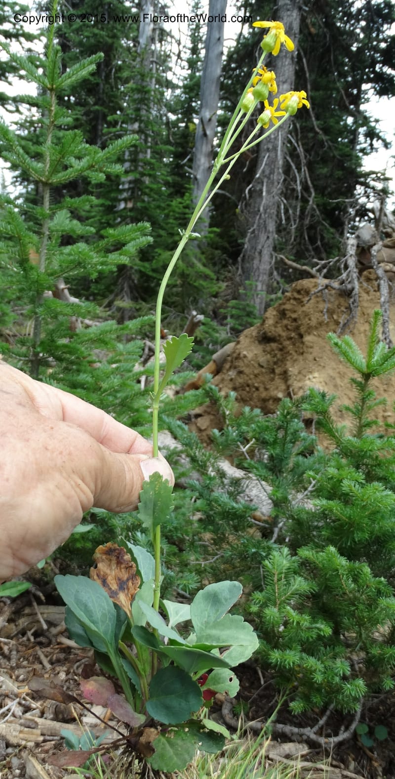 Senecio cymbalarioides, Davidson, C 12633--ID. Idaho Co. Seven Devils Campground. 11 Aug 2014. DSC00412 (105).JPG