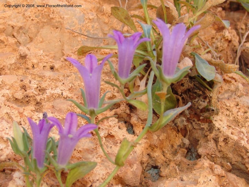 Campanula saxatilis ssp saxatilis--Crete. Ep. Kydonia. Akrotiri. Trail Gouvernetos . 23 May 05. 163.jpg
